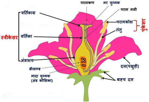 सजीवों में प्रजनन कक्षा 7 विज्ञान पाठ 20 - Notes of important topics