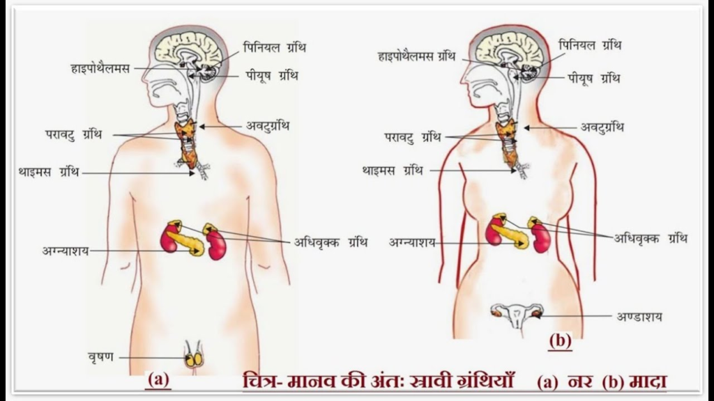 सजीवों में नियंत्रण एवं समन्वय कक्षा 7 विज्ञान पाठ 16 - Notes of important topics