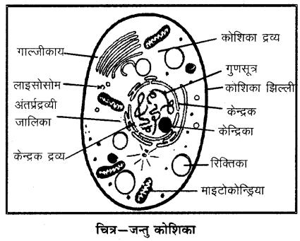 सजीव जगत में संगठन कक्षा 7 विज्ञान पाठ 6 - Notes of important topics