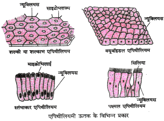  ऊतक - कोशिकाओं का एक ऐसा समूह