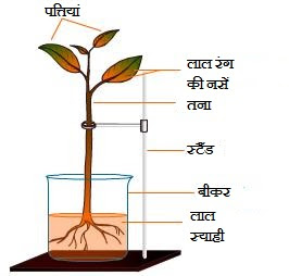 पौधों में जल एवं खनिज लवणों का परिवहन एवं भोजन का स्थानान्तरण