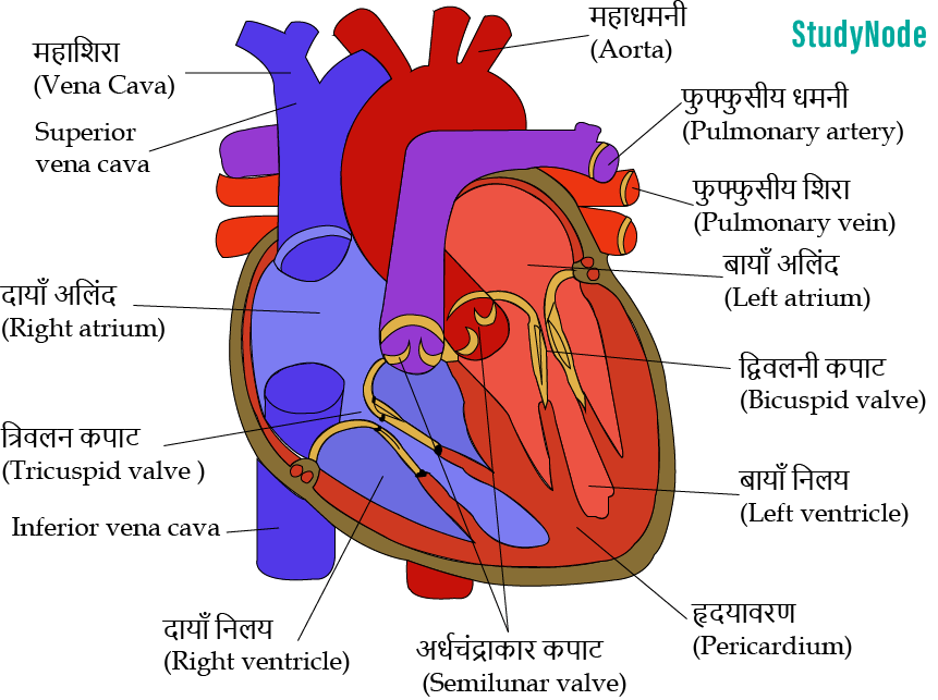 सजीवों में परिवहन कक्षा 7 विज्ञान पाठ 13 - Notes of important topics