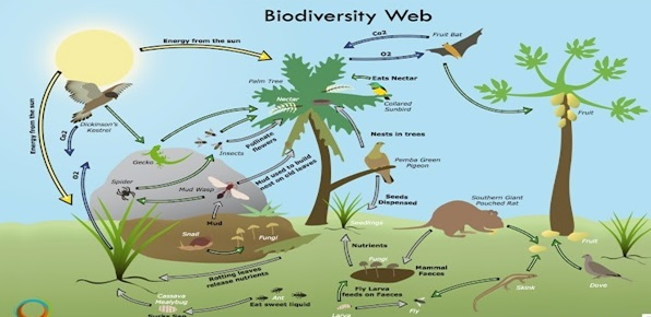 जैव-विविधता (Bio-DIVERSITY) - Notes of important topics