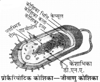 जीवाणु कोशिका की संरचना - Notes of important topics