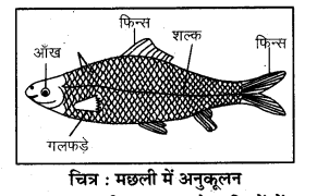 पृथ्वी पर जीवन कक्षा 7 विज्ञान - Notes of important topics