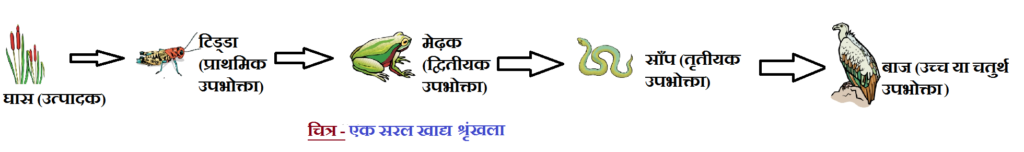 पृथ्वी पर जीवन कक्षा 7 विज्ञान - Notes of important topics