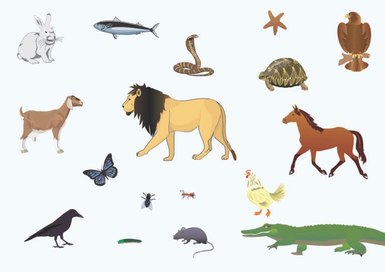 Animal-Kingdom