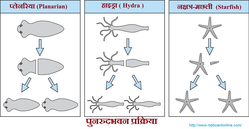 सजीवों में प्रजनन कक्षा 7 विज्ञान पाठ 20 - TEACHER'S KNOWLEDGE & STUDENT'S GROWTH