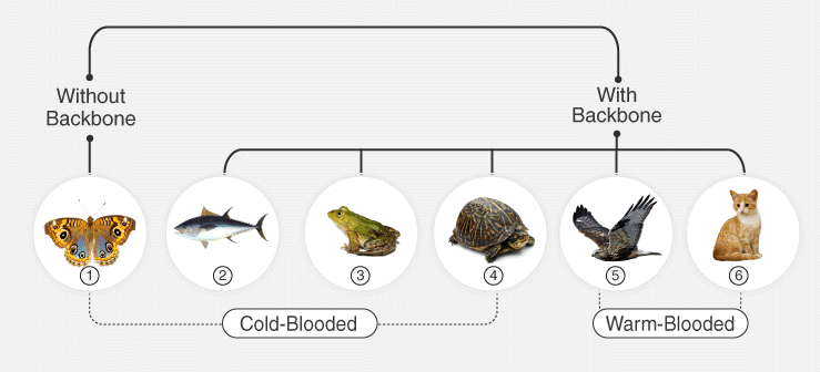 सजीवों में गति व प्रचलन कक्षा 7 विज्ञान पाठ 18 - TEACHER'S KNOWLEDGE & STUDENT'S GROWTH