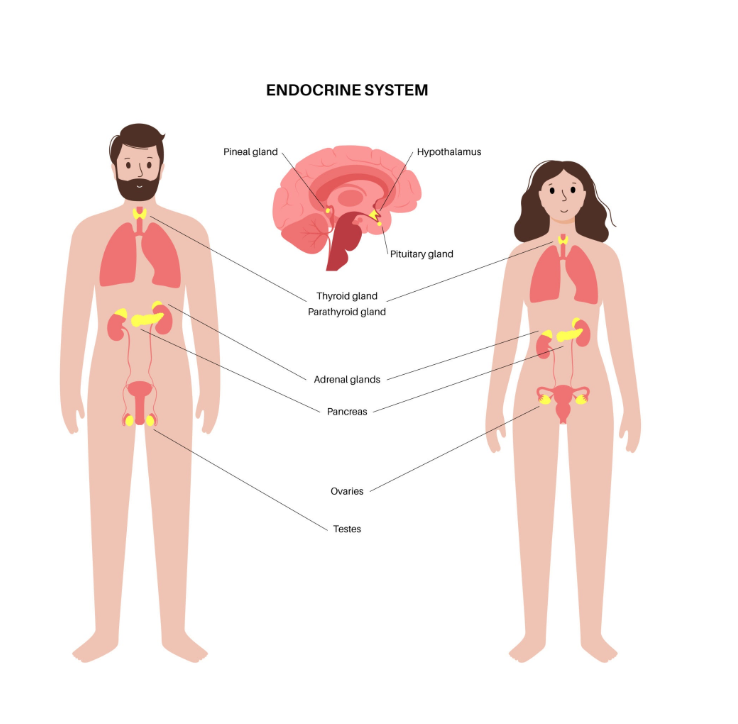 किशोरावस्था कक्षा 8 वीं विज्ञान अध्याय 17 - TEACHER'S KNOWLEDGE & STUDENT'S GROWTH