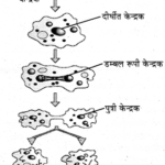 binary fission in Amoeba