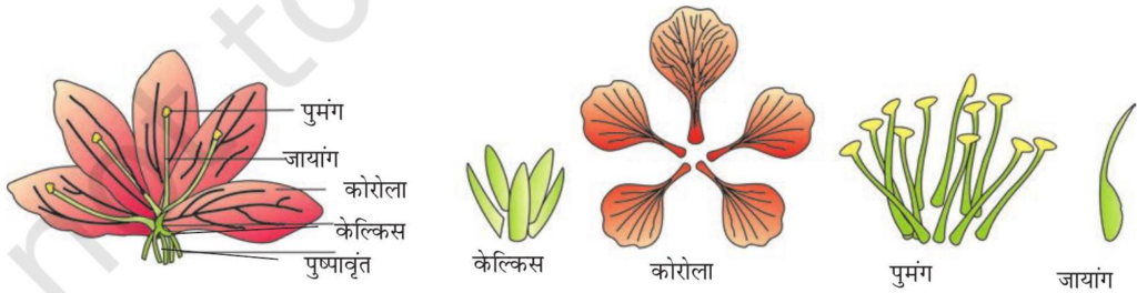 आवृत्तबीजियों में लैंगिक प्रजनन (SEXUAL REPRODUCTION IN ANGIOSPERMS) - Notes of important topics