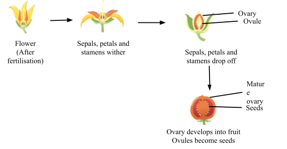 आवृत्तबीजियों में लैंगिक प्रजनन (SEXUAL REPRODUCTION IN ANGIOSPERMS) - Notes of important topics