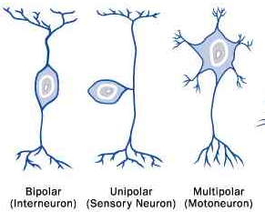 तंत्रिका कोशिकाओं के प्रकार (TYPES OF NEURONS) - Notes of important topics