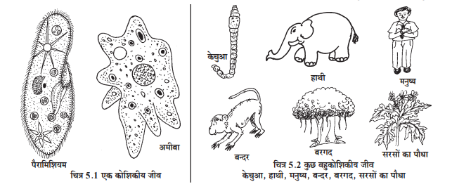 शरीर की रचनात्मक एवं कार्यात्मक इकाई कोशिका - TEACHER'S KNOWLEDGE & STUDENT'S GROWTH