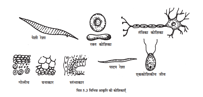 शरीर की रचनात्मक एवं कार्यात्मक इकाई कोशिका - TEACHER'S KNOWLEDGE & STUDENT'S GROWTH