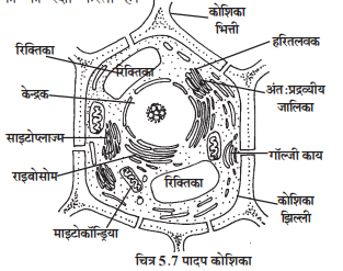शरीर की रचनात्मक एवं कार्यात्मक इकाई कोशिका - TEACHER'S KNOWLEDGE & STUDENT'S GROWTH