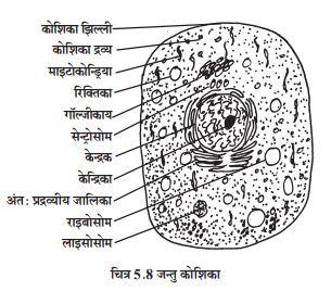 शरीर की रचनात्मक एवं कार्यात्मक इकाई कोशिका - TEACHER'S KNOWLEDGE & STUDENT'S GROWTH