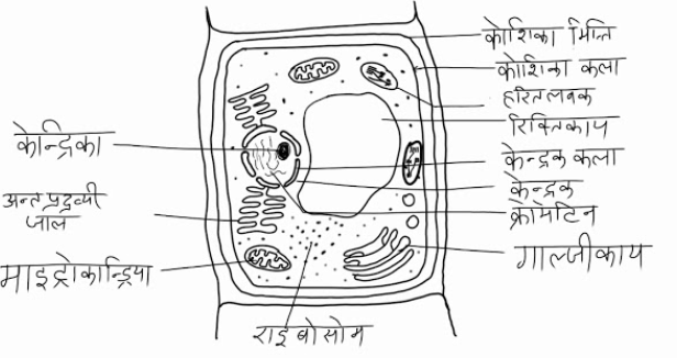 कक्षा 8 विज्ञान वार्षिक बोर्ड परीक्षा का मॉडल उत्त्तर २०२५ - (क) सही विकल्प चुनकर लिखिए:- कक्षा 8 विज्ञान वार्षिक बोर्ड परीक्षा का मॉडल उत्त्तर २०२५ - TEACHER'S KNOWLEDGE & STUDENT'S GROWTH