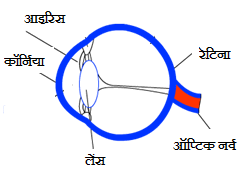 कक्षा 8 विज्ञान वार्षिक बोर्ड परीक्षा का मॉडल उत्त्तर २०२५ - (क) सही विकल्प चुनकर लिखिए:- human eye
