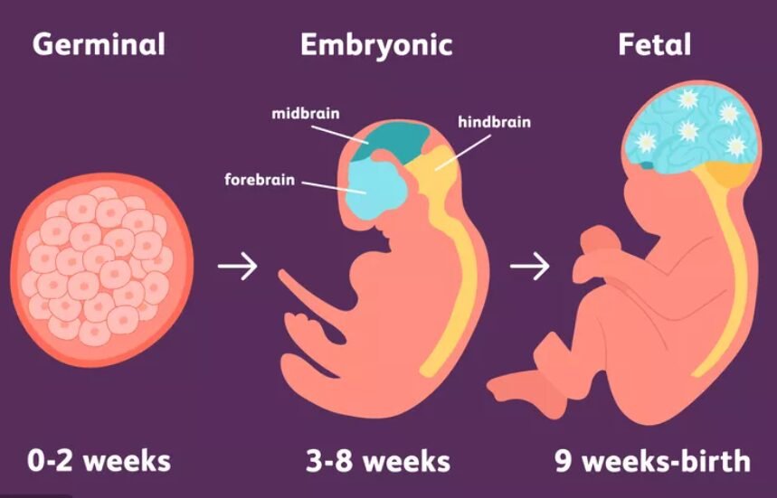 गर्भावस्था विकास के 3 चरण: बीज, भ्रूण, गर्भस्थ शिशु अवस्था और परीक्षा MCQ - TEACHER'S KNOWLEDGE & STUDENT'S GROWTH