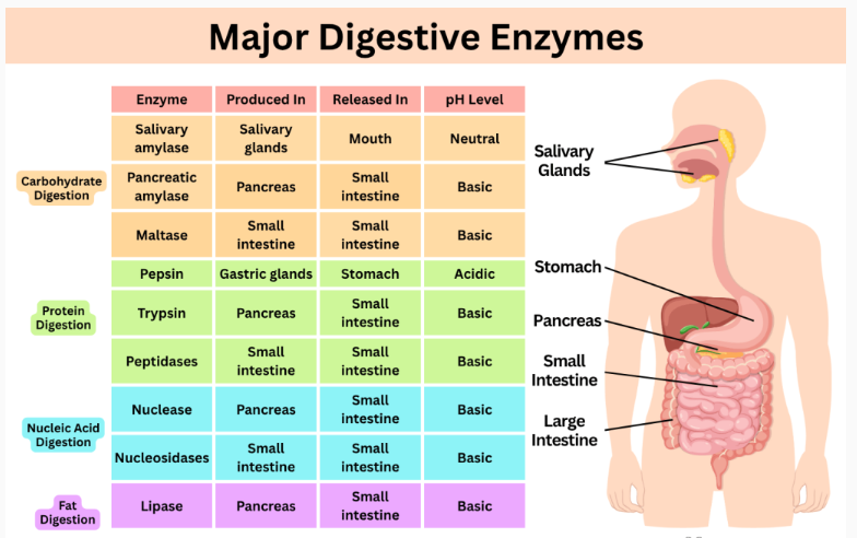 🧬 जीव विज्ञान नोट्स: पाचन एवं अवशोषण (Digestion and Absorption) - TEACHER'S KNOWLEDGE & STUDENT'S GROWTH