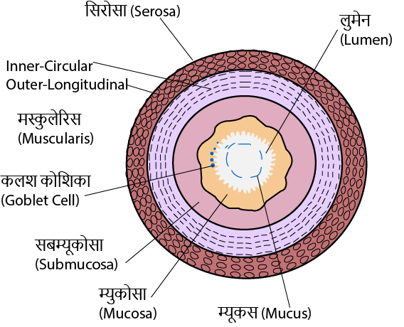 ЁЯзм рдЬреАрд╡ рд╡рд┐рдЬреНрдЮрд╛рди рдиреЛрдЯреНрд╕: рдкрд╛рдЪрди рдПрд╡рдВ рдЕрд╡рд╢реЛрд╖рдг (Digestion and Absorption) - 1. рдкрд╛рдЪрди рдХрд╛ рдореБрдЦреНрдп рдЙрджреНрджреЗрд╢реНрдп рдХреНрдпрд╛ рд╣реИ? ЁЯзм рдЬреАрд╡ рд╡рд┐рдЬреНрдЮрд╛рди рдиреЛрдЯреНрд╕: рдкрд╛рдЪрди рдПрд╡рдВ рдЕрд╡рд╢реЛрд╖рдг (Digestion and Absorption) - TEACHER'S KNOWLEDGE & STUDENT'S GROWTH