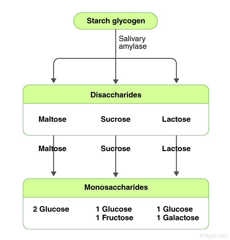 🧬 जीव विज्ञान नोट्स: पाचन एवं अवशोषण (Digestion and Absorption) - TEACHER'S KNOWLEDGE & STUDENT'S GROWTH