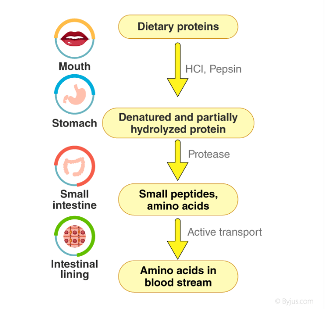 🧬 जीव विज्ञान नोट्स: पाचन एवं अवशोषण (Digestion and Absorption) - TEACHER'S KNOWLEDGE & STUDENT'S GROWTH