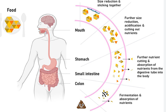 🧬 जीव विज्ञान नोट्स: पाचन एवं अवशोषण (Digestion and Absorption) - TEACHER'S KNOWLEDGE & STUDENT'S GROWTH