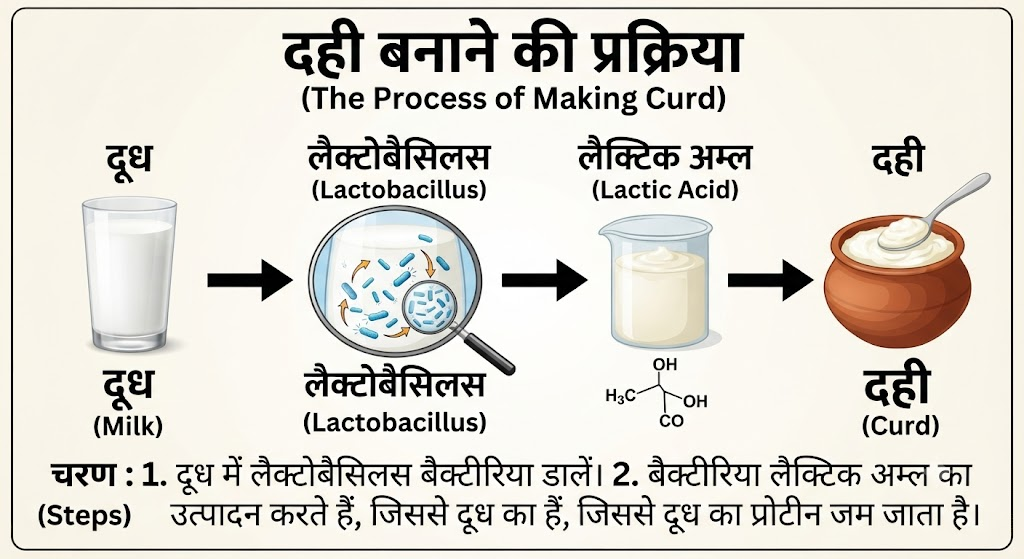 मानव कल्याण में सूक्ष्मजीव (Microbes in Human Welfare)कक्षा 12 जीव विज्ञान - TEACHER'S KNOWLEDGE & STUDENT'S GROWTH