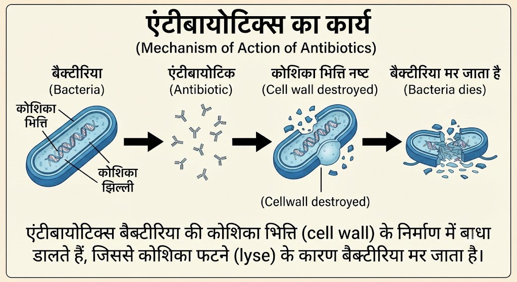 मानव कल्याण में सूक्ष्मजीव (Microbes in Human Welfare)कक्षा 12 जीव विज्ञान - TEACHER'S KNOWLEDGE & STUDENT'S GROWTH